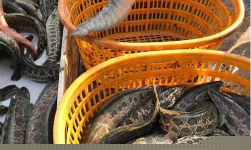 鱼期货(鱼饲料期货)_https://www.gfdzclz.com_北交所_第1张