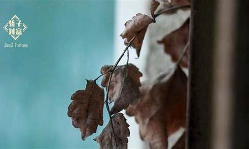 死亡期货(期货 死扛)_https://www.gfdzclz.com_深交所_第1张