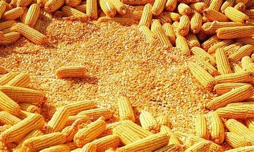 3月14日玉米期货行情(3月12日玉米行情变化)_https://www.gfdzclz.com_北交所_第1张