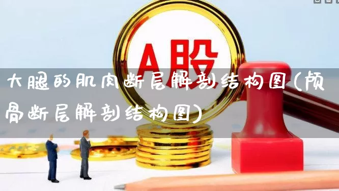 大腿的肌肉断层解剖结构图(颅骨断层解剖结构图)_https://www.gfdzclz.com_北交所_第1张