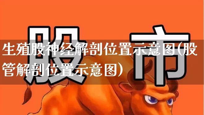 生殖股神经解剖位置示意图(股管解剖位置示意图)_https://www.gfdzclz.com_科创板_第1张